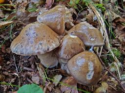 Cortinarius infractus