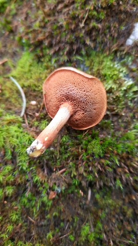 Chalciporus piperatus