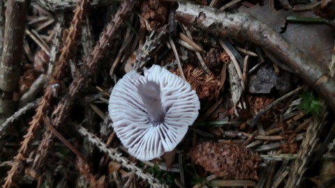 Mycena pura