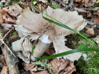 Megacollybia platyphylla