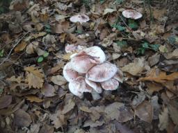 Hygrophorus russula