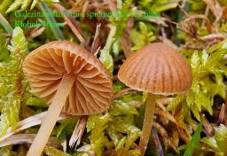 Galerina vittiformis