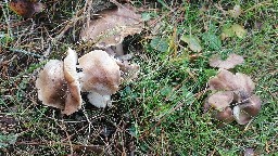 Tricholoma scalpturatum