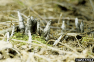 Xylaria polymorpha