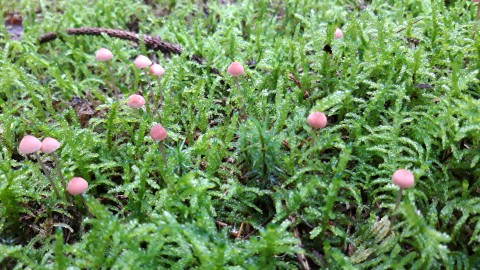 Mycena rosella