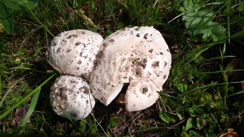 Amanita strobiliformis