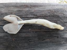 Helvella elastica