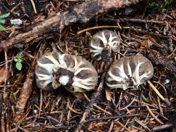 Helvella costifera