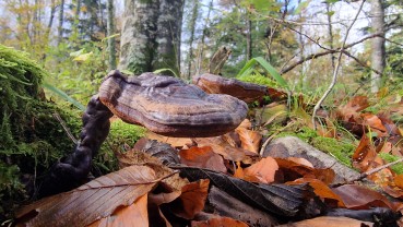 Ganoderma lucidum