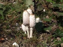 Coprinus comatus