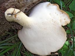 Polyporus tuberaster