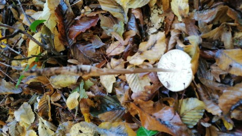 Hymenopellis radicata