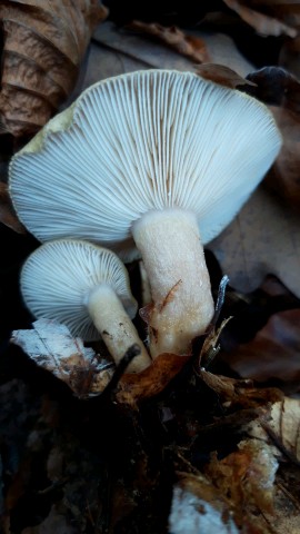 Lactarius blennius