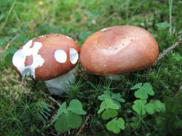 Russula paludosa