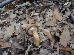 Hygrophorus persoonii