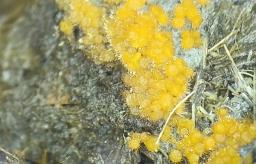 Lasiobolus ciliatus