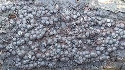 Rosellinia corticium