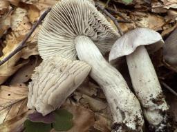 Tricholoma sciodes