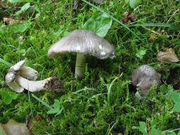 Pluteus nanus