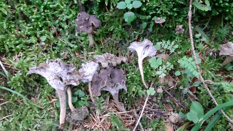 Craterellus undulatus