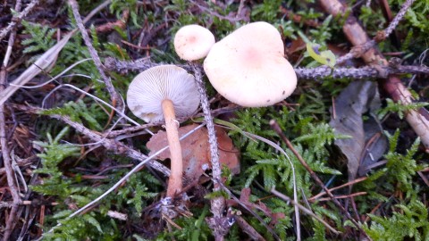 Cystoderma amianthinum