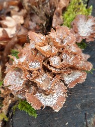 Panellus stipticus