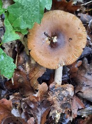 Amanita fulva