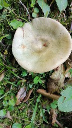 Russula heterophylla