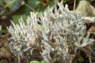 Clavulina coralloides