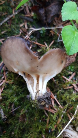 Helvella acetabulum