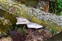 Phellinus pomaceus