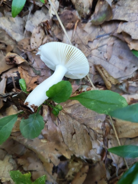 Russula solaris