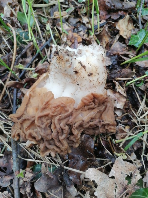 Gyromitra esculenta