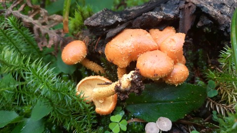 Pholiota flammans