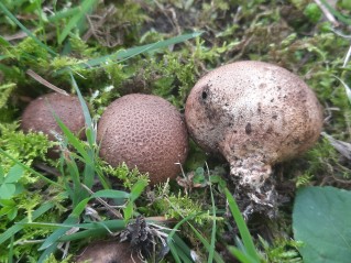 Scleroderma cepa