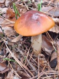 Cortinarius mucosus