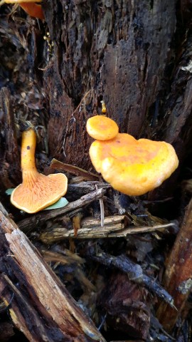 Hygrophoropsis aurantiaca