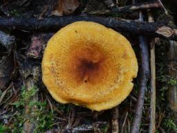 Hygrophoropsis rufa