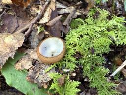 Humaria hemisphaerica