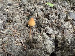 Conocybe macrospora