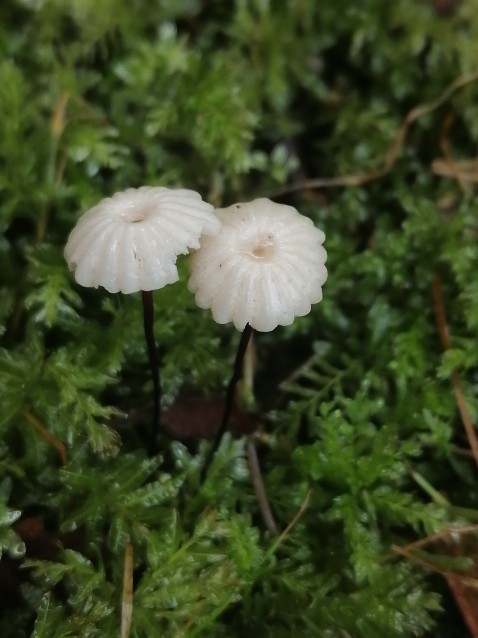 Marasmius bulliardii