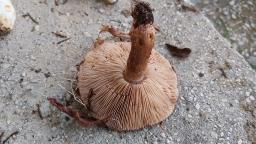 Tricholoma ustale