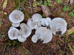 Hygrophorus hyacinthinus