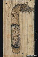 Plagionotus arcuatus