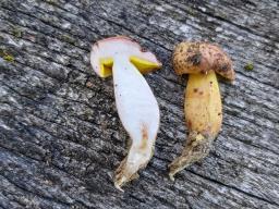 Aureoboletus gentilis