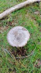 Amanita porphyria