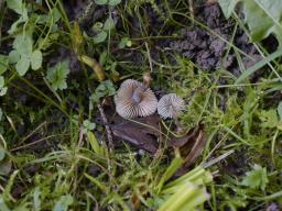 Mycenella bryophila