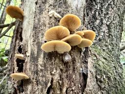 Crepidotus crocophyllus