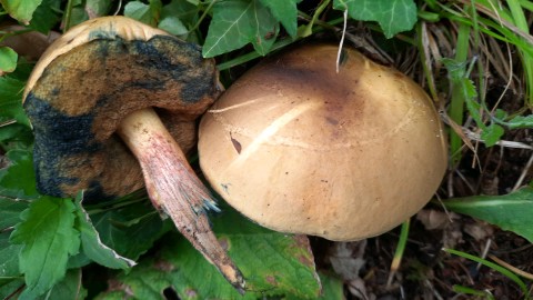 Suillellus mendax