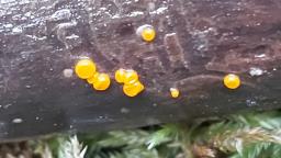 Miladina lecithina